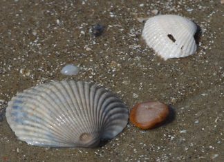 Creare con le conchiglie 1558 0 Creare con le conchiglie